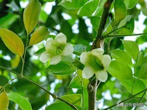 寶樹開花|綠寶樹7、8年才開花，樹常見而花不常見，見過的算是有見識了